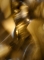 PL 2011-05-27A