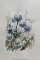 Pucya, Les chardons bleus des Eboulis
