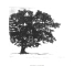 Anne Morea, Les arbres du bonheur - le solitaire