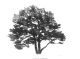 Anne Morea, Paroles d'arbres