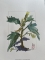 Pucya, La datura, Plante des éboulis